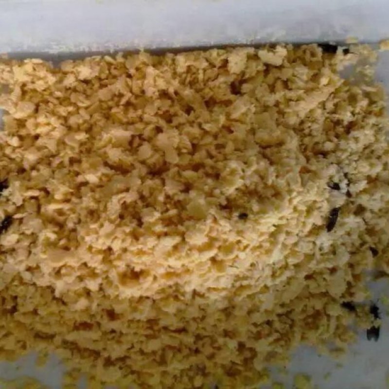 黑水虻卵