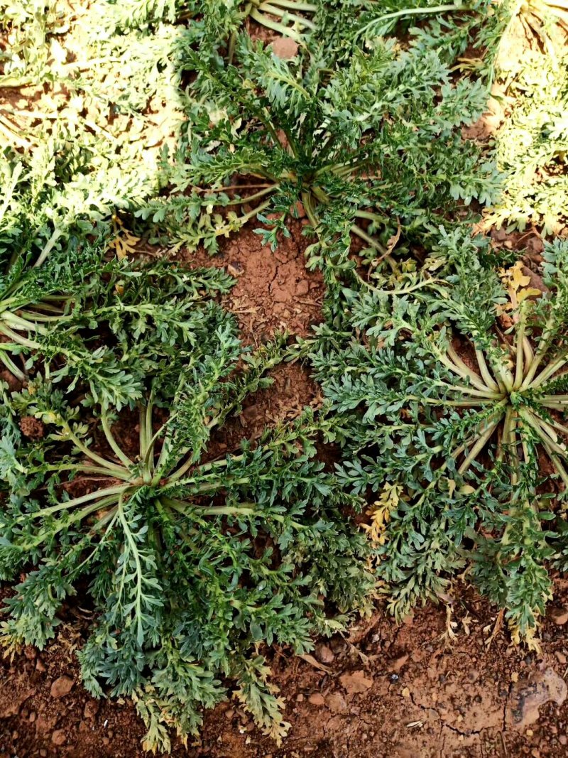 云南丽江货人工种植黑色玛卡鲜切片