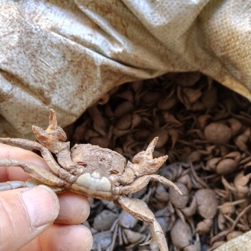 贝类鲜货