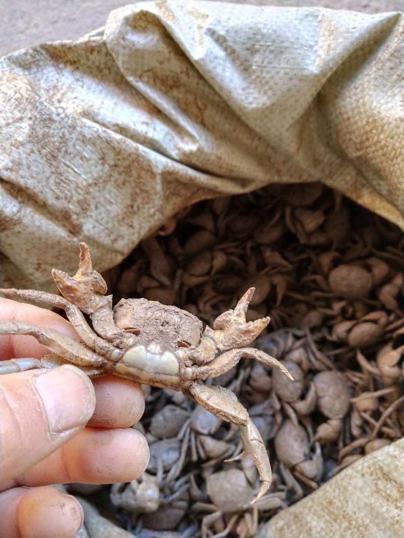 贝类鲜货