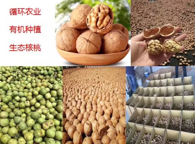 阿克苏185薄皮核桃和新2核桃