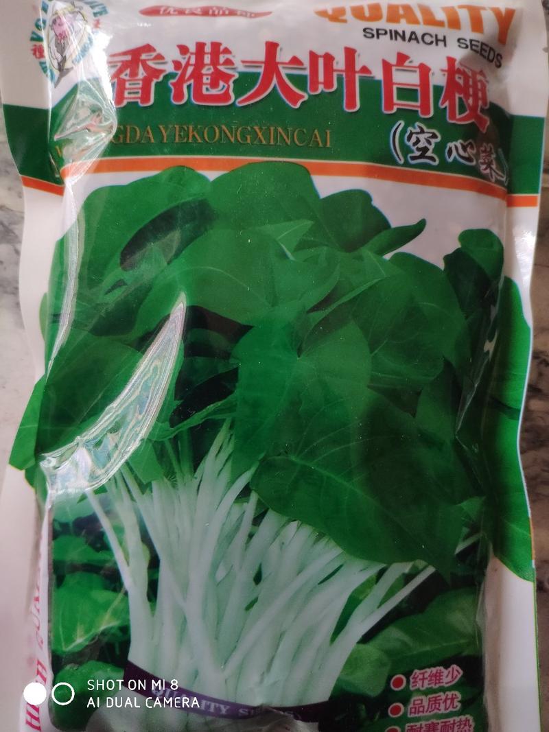香港大叶白梗空心菜种子，叶片长卵圆形，500克