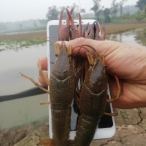 小龙虾基地自产自销了