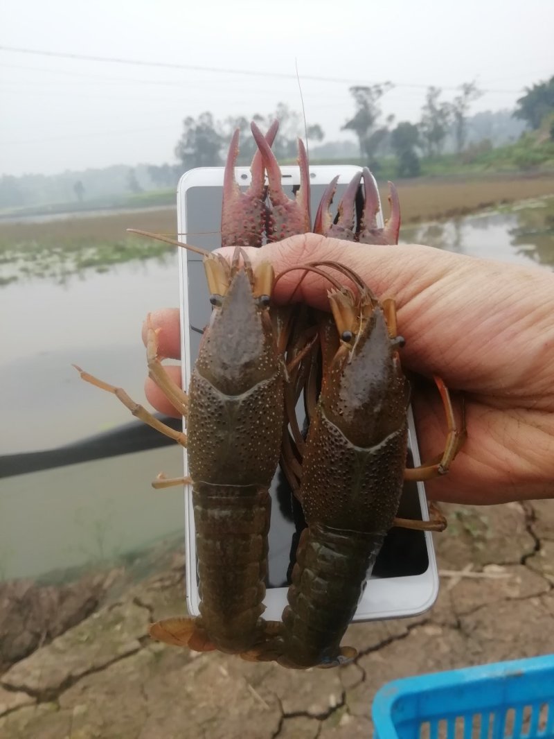 小龙虾基地自产自销了