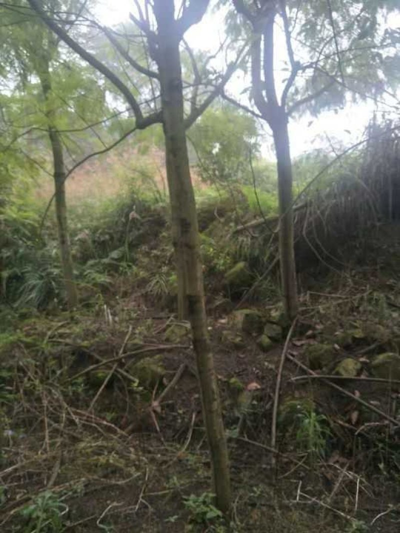 蓝花楹5到18自己基地的共1万棵