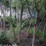 蓝花楹5到18自己基地的共1万棵