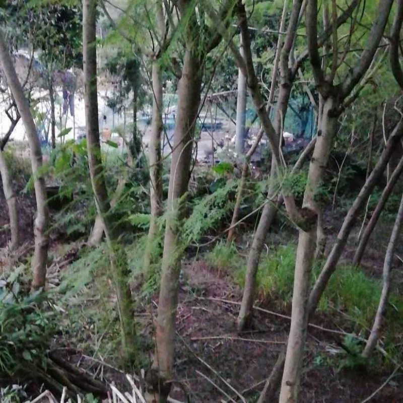蓝花楹5到18自己基地的共1万棵