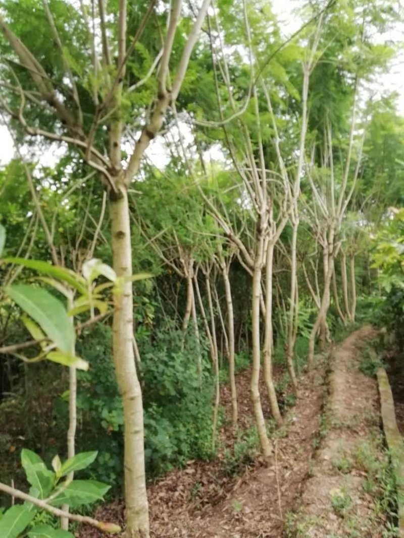 蓝花楹5到18自己基地的共1万棵