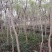 蓝花楹5到18自己基地的共1万棵