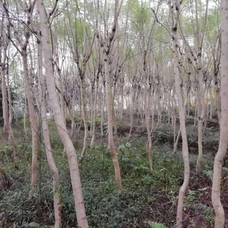 蓝花楹5到18自己基地的共1万棵
