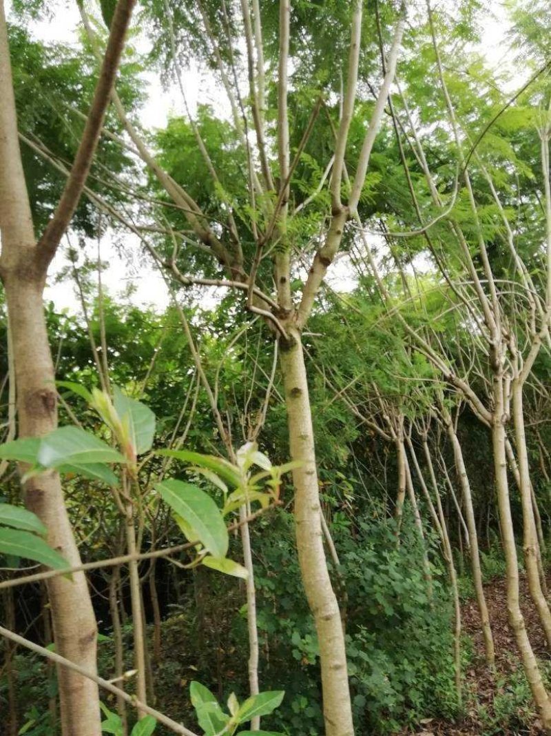 蓝花楹5到18自己基地的共1万棵