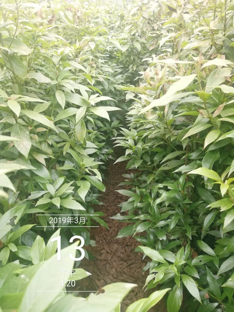 金丝楠木楠木闽楠香楠木8～15公分楠木