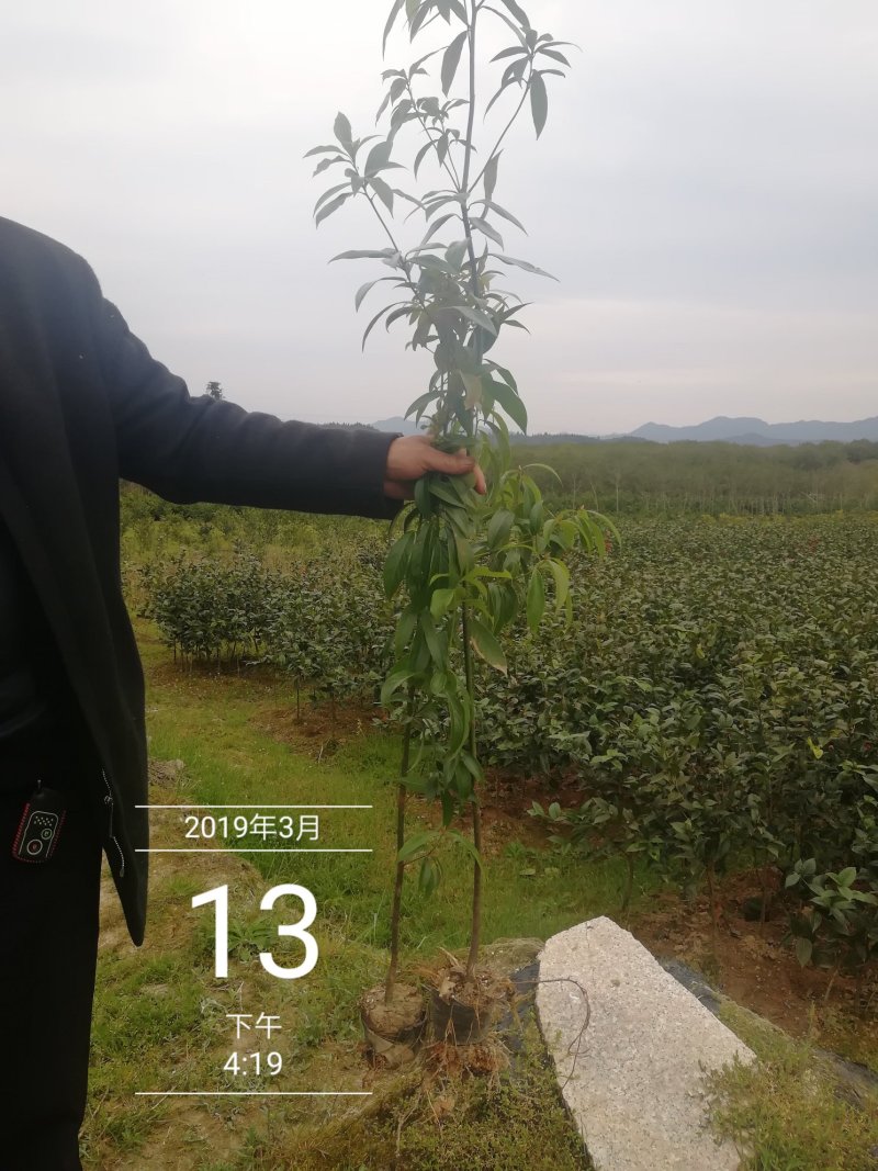 金丝楠木楠木闽楠香楠木8～15公分楠木