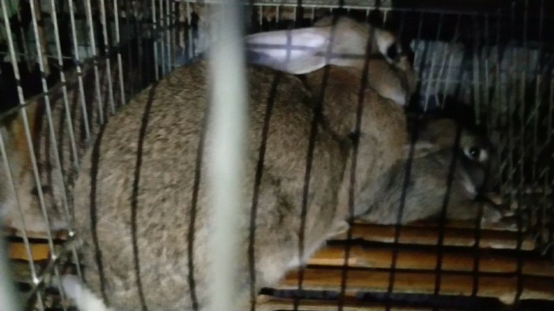 基地养殖优质纯种比利时兔