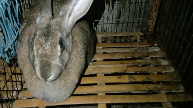 基地养殖优质纯种比利时兔
