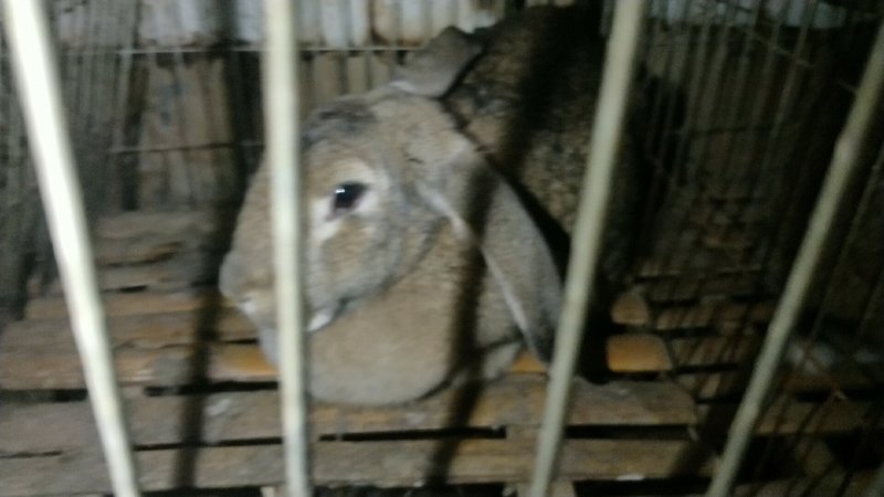 基地养殖优质纯种比利时兔