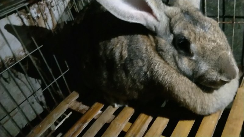 基地养殖优质纯种比利时兔