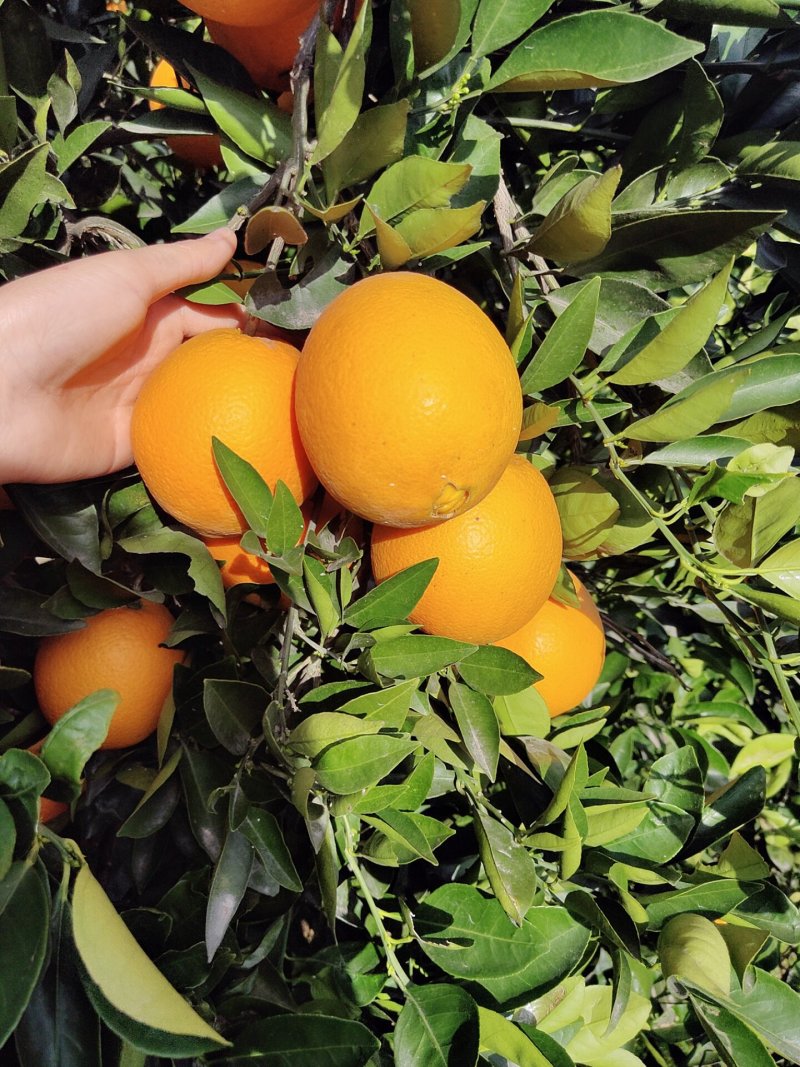 精品夏橙秭归夏橙产地批发诚信经营可视频看货！