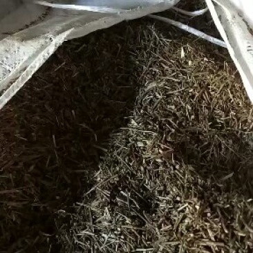 白芷