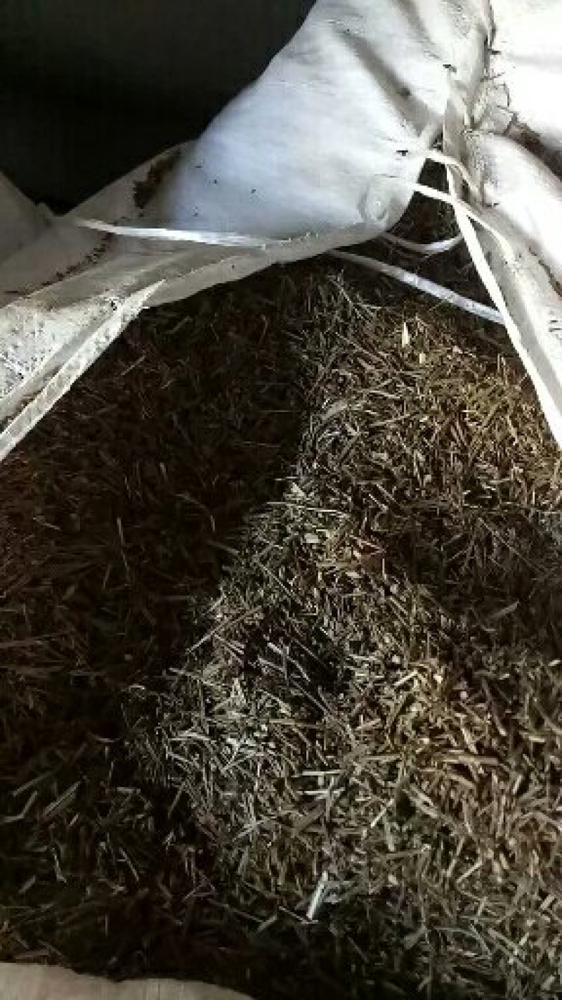 白芷