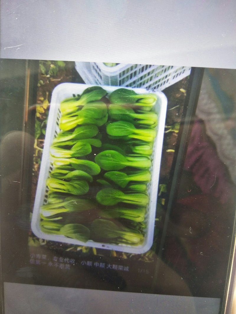 常年供应精品上海青、小白菜