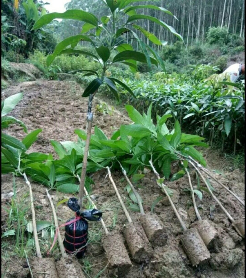 起苗器苗木带泥起苗器