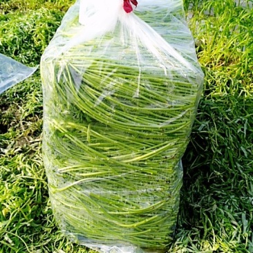 净蒿，芦蒿，黎蒿，精品一等货大量出货