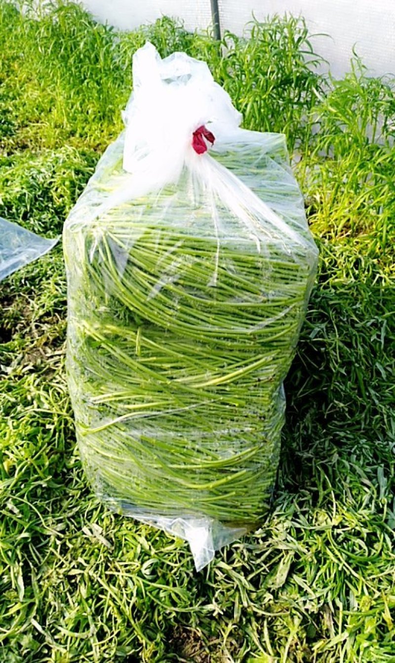 净蒿，芦蒿，黎蒿，精品一等货大量出货