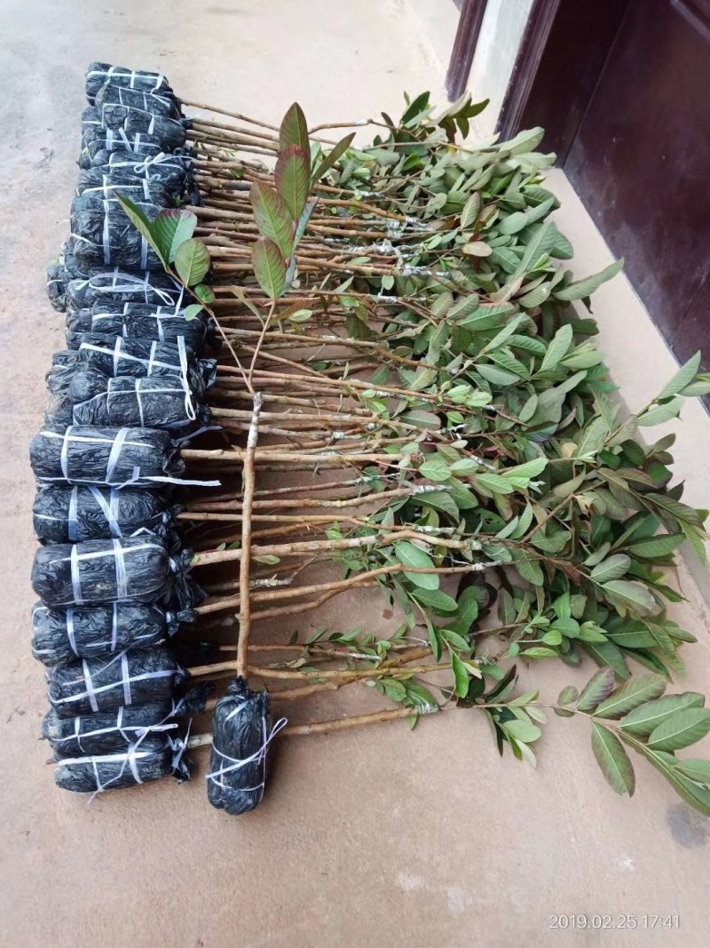 起苗器苗木带泥起苗器