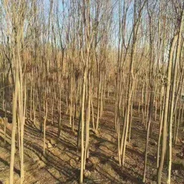 杜仲苗