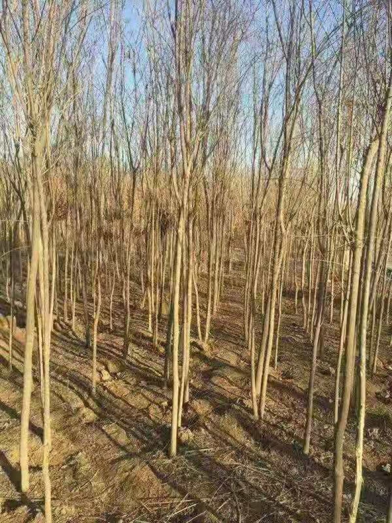 杜仲苗