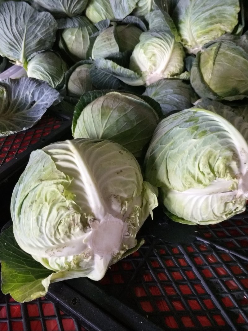 大包菜（铁头包菜）