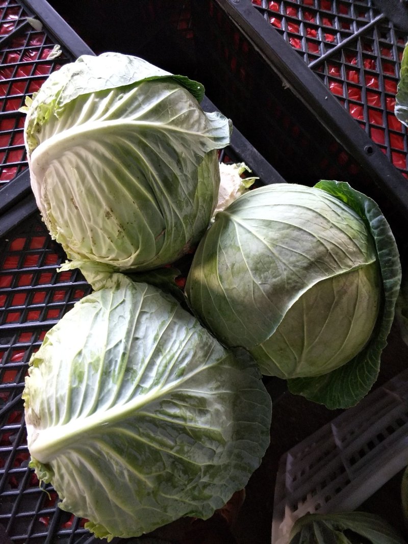 大包菜（铁头包菜）