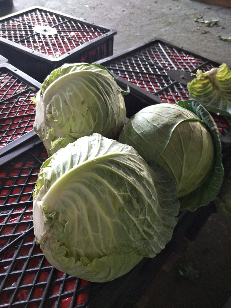 大包菜（铁头包菜）