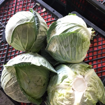 大包菜（铁头包菜）