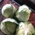 大包菜（铁头包菜）