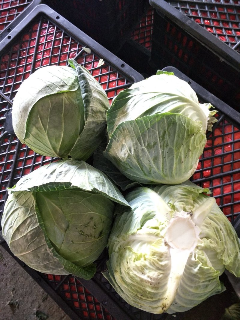 大包菜（铁头包菜）