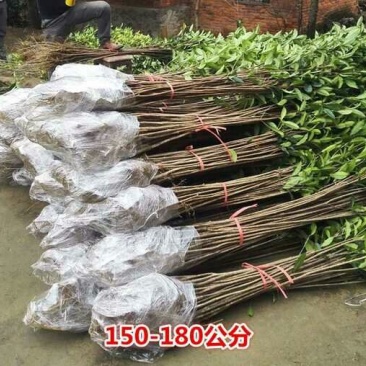 正宗八月桂花金桂树苗四季桂小苗丹桂树小苗