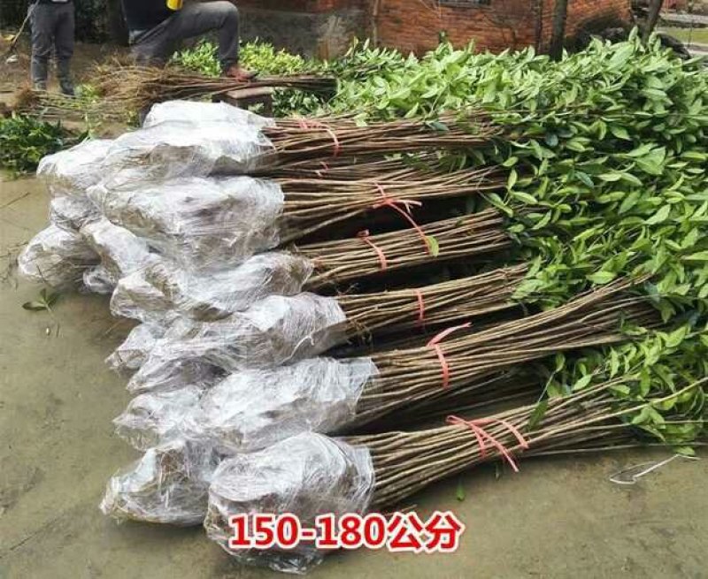 正宗八月桂花金桂树苗四季桂小苗丹桂树小苗