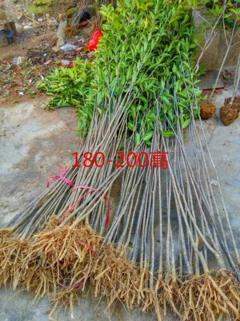 正宗八月桂花金桂树苗四季桂小苗丹桂树小苗