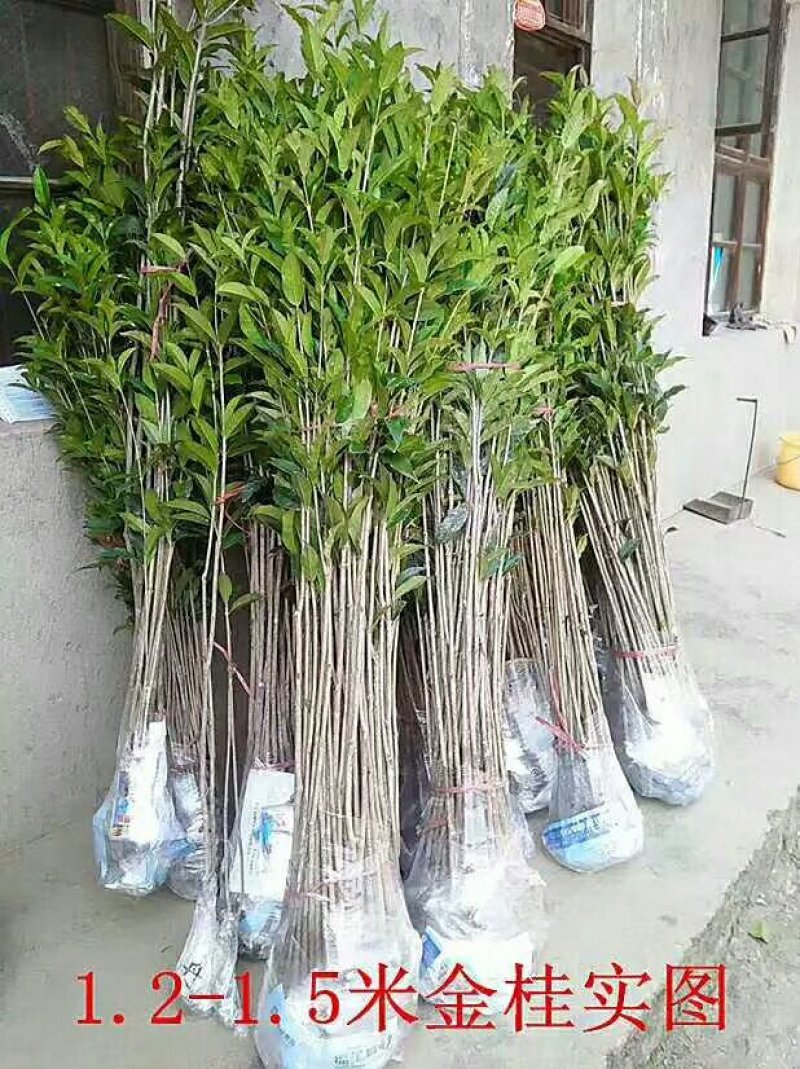 正宗八月桂花金桂树苗四季桂小苗丹桂树小苗