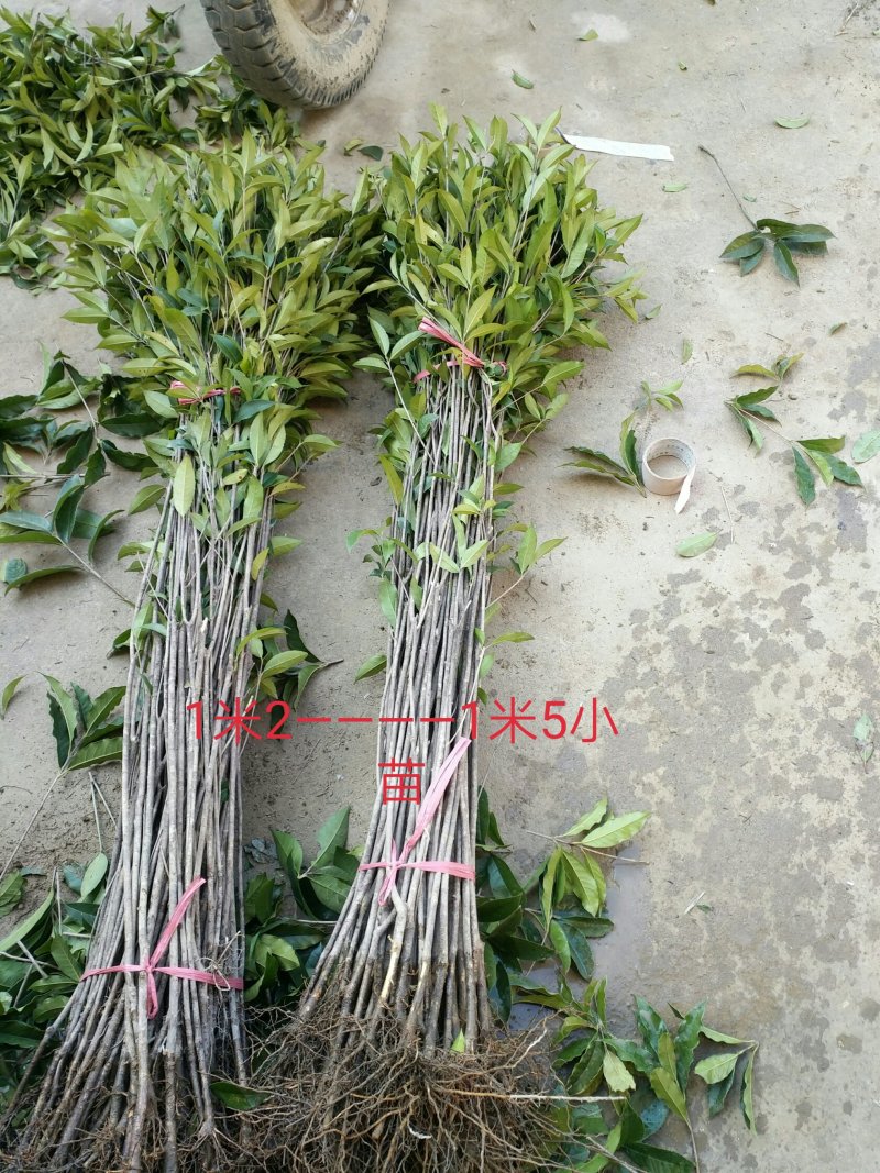 正宗八月桂花金桂树苗四季桂小苗丹桂树小苗