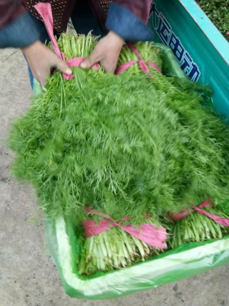 红根蒜苗