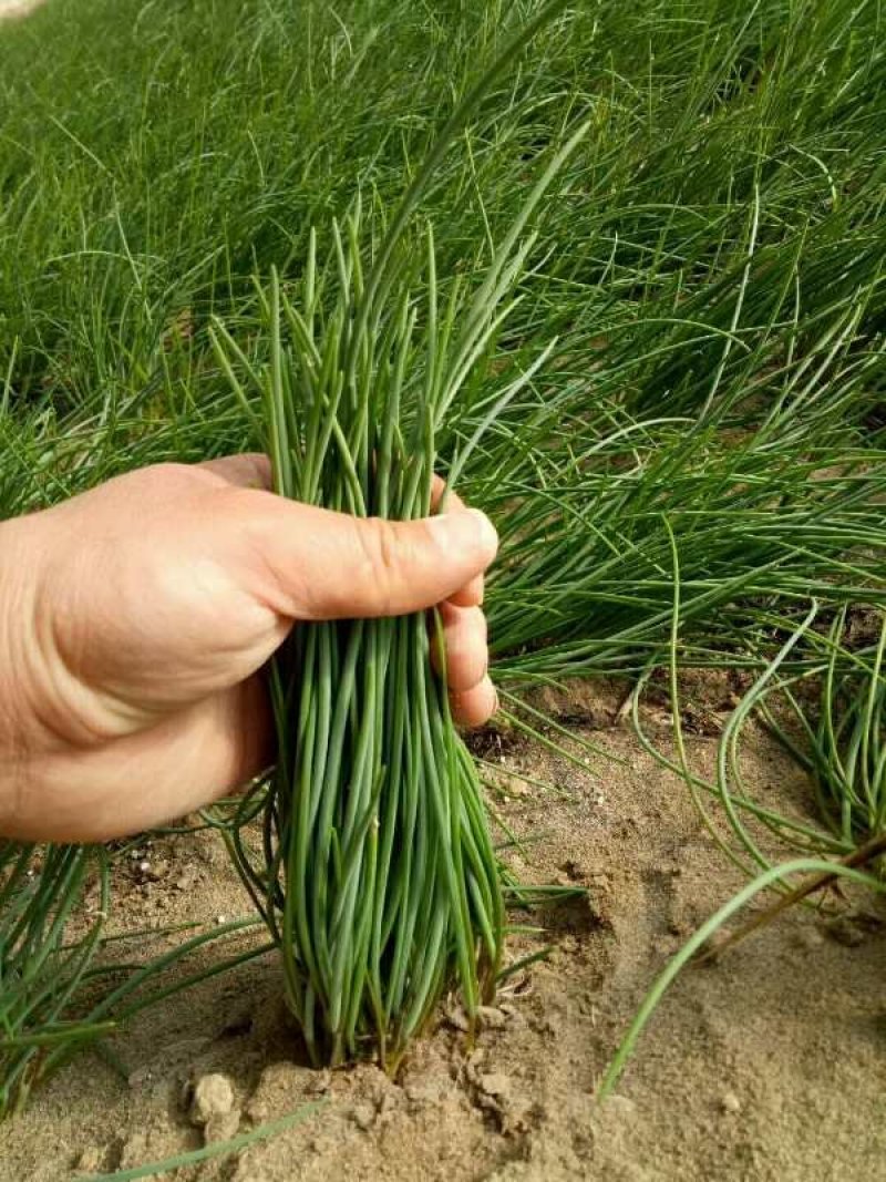 蔬菜野菜沙葱
