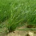 蔬菜野菜沙葱
