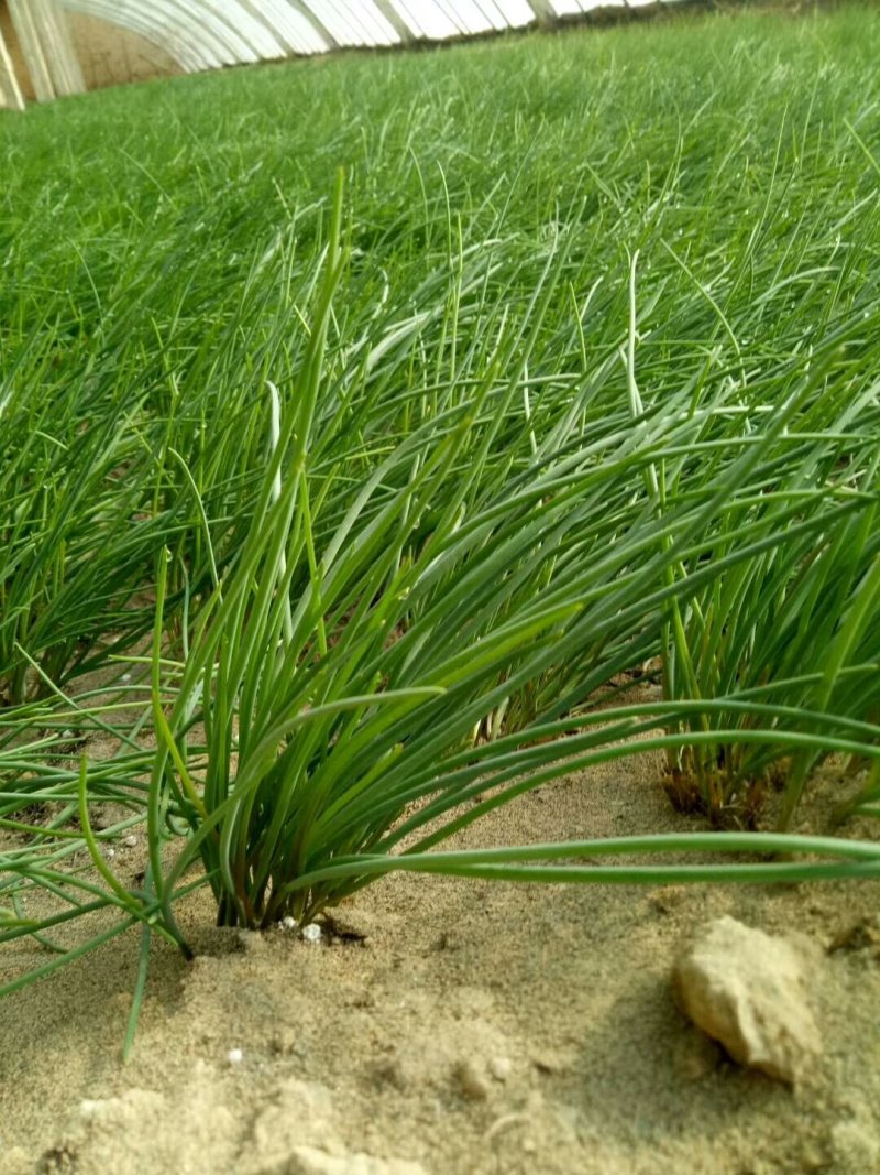 蔬菜野菜沙葱