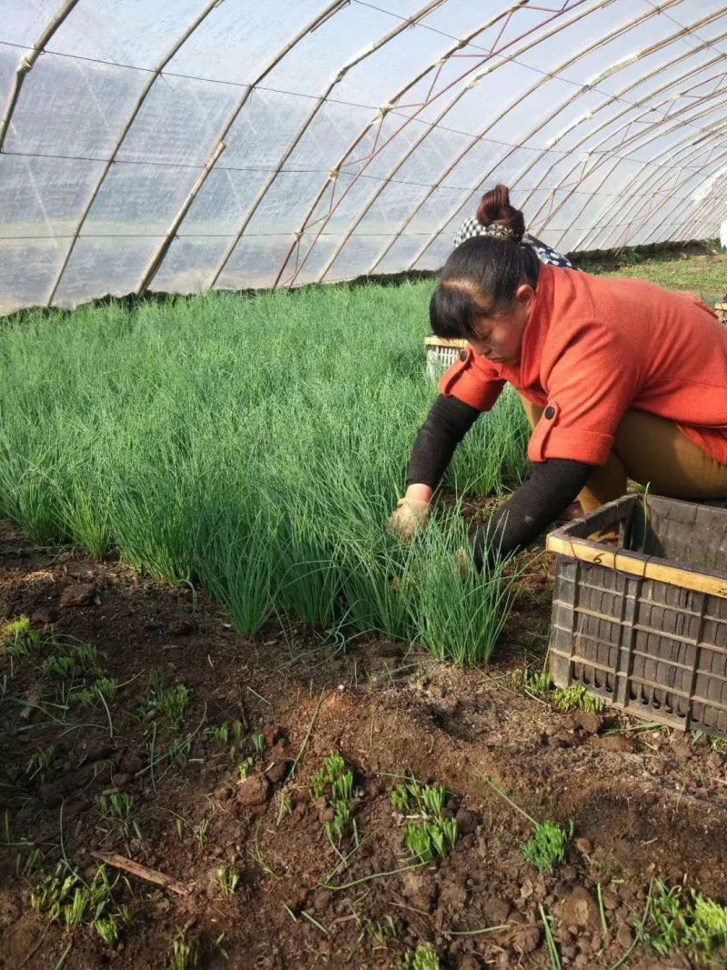 蔬菜野菜沙葱