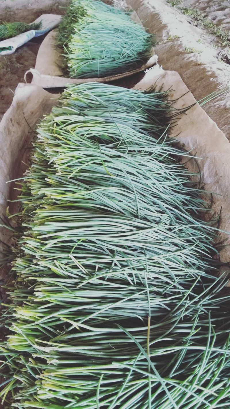 蔬菜野菜沙葱