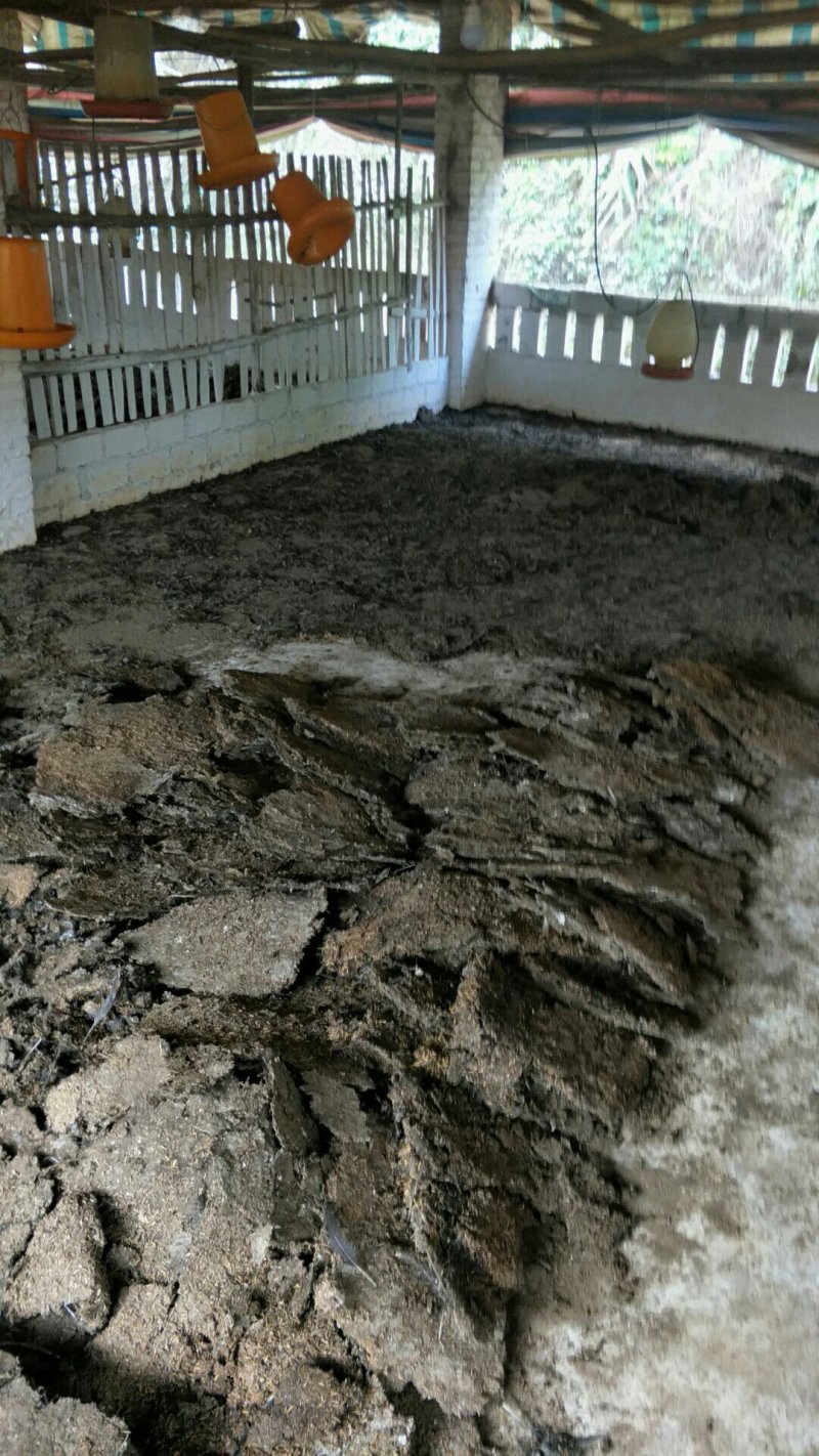 【长期供应】鸡粪有机肥五谷喂养生物菌发酵可视频看货
