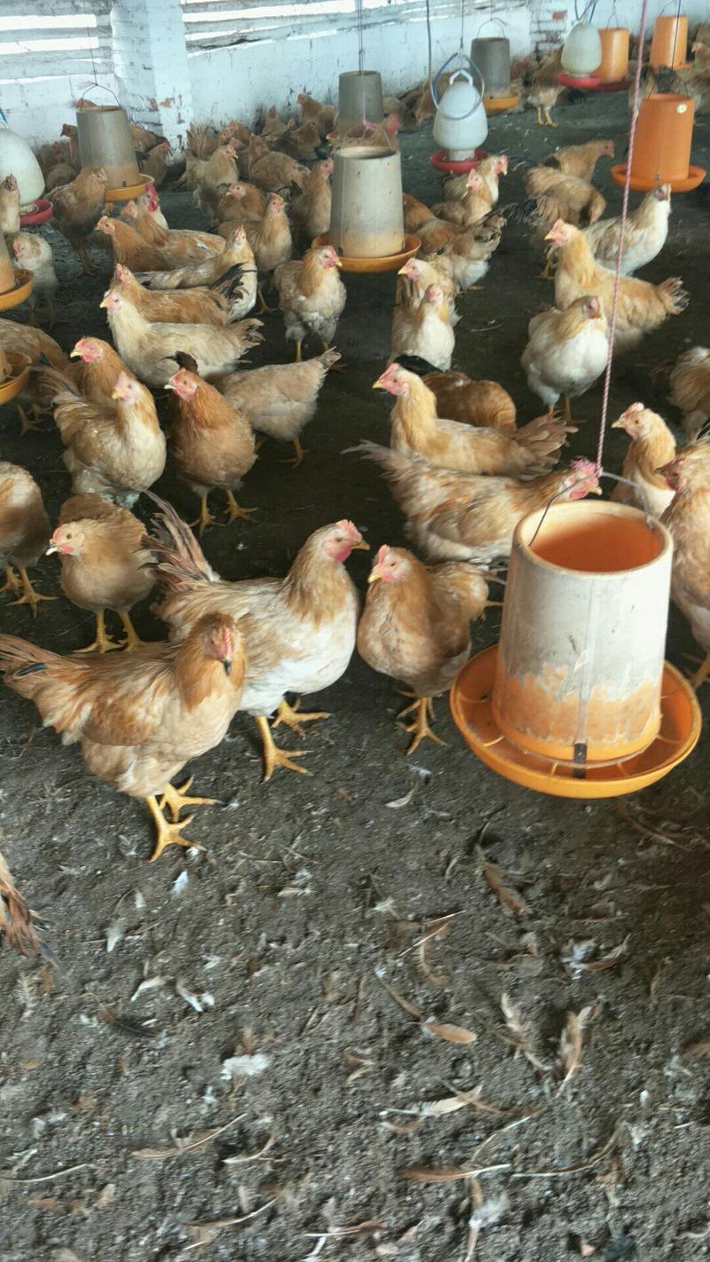 【长期供应】鸡粪有机肥五谷喂养生物菌发酵可视频看货